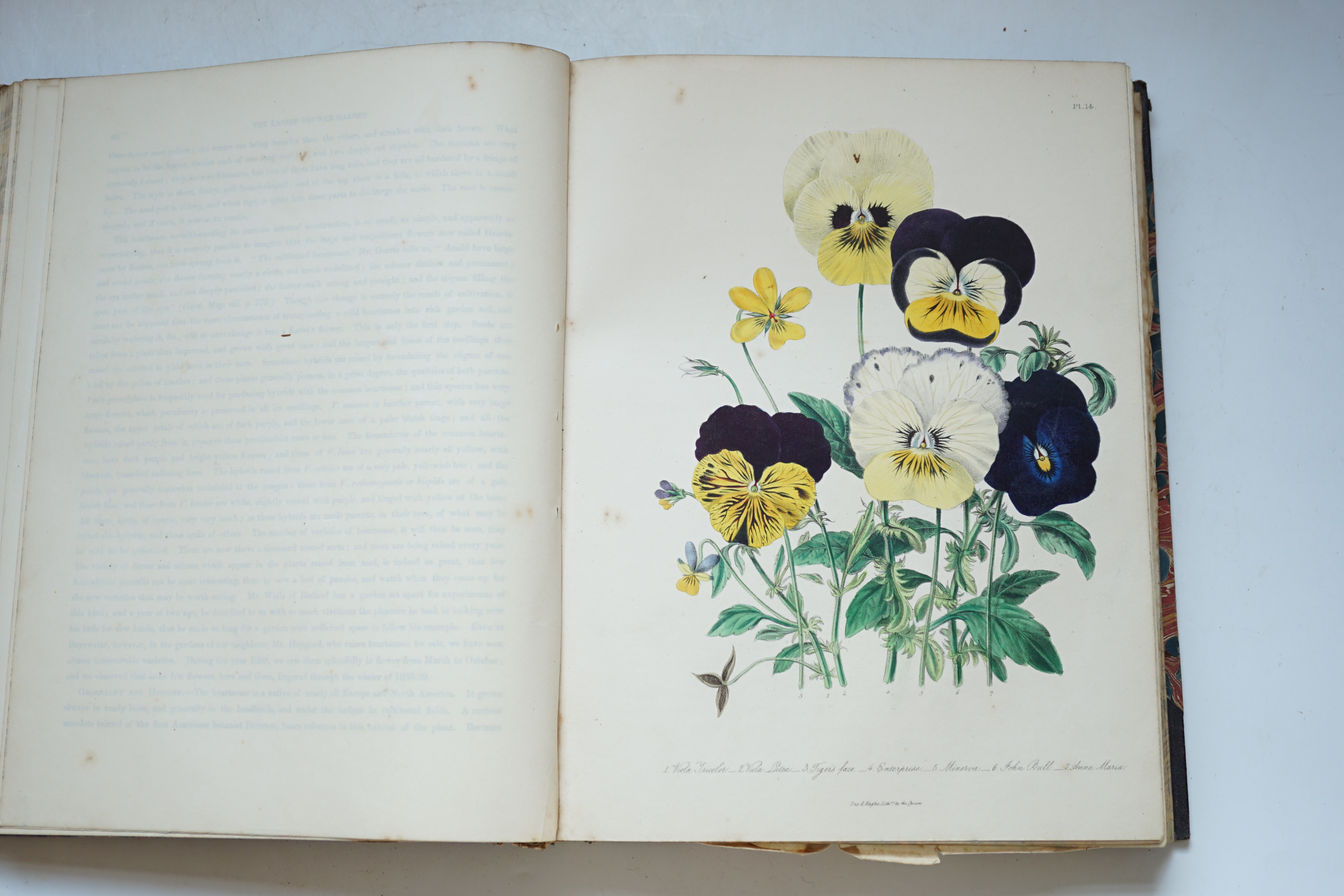 Loudon, Jane Webb - The Ladies' Flower-Garden of Ornamental Annuals, 1st edition, 48 hand-coloured lithographed plates, tissue-guarded, 4to, contemporary half morocco, lacking half-title, ownership inscription to title,